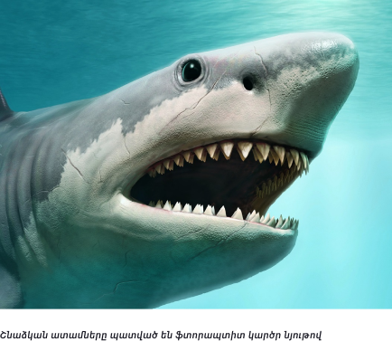 shark